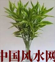 泸州十二生肖养什么植物最旺财运？你知道吗！